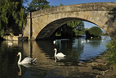 Photo of old bridge over Thames with swans all around